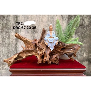 GỖ LŨA ĐÃ CHÀ QUẬT SACH SẼ  setup layout, hồ cá, bể cá, decor, THÁC KHÓI XÔNG TRẦM