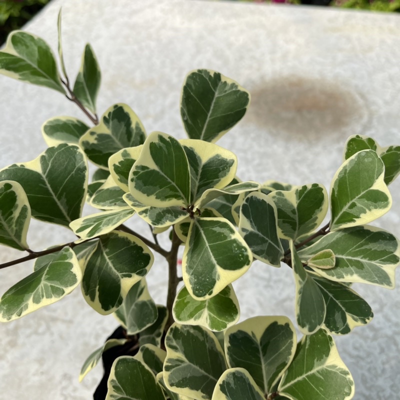 Kiểng lá: Cây Bàng Cẩm Thạch lá tim - ( Ficus deltoidea Jack f. Variegata) - Chậu cây giống khoẻ, nhiều rễ, sức chịu tốt