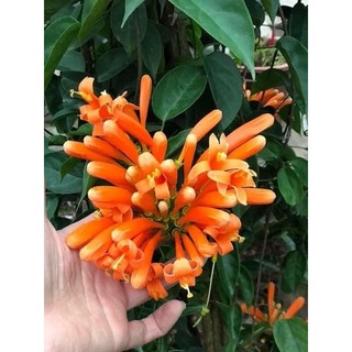 cây leo ớt chùm, rạng đông