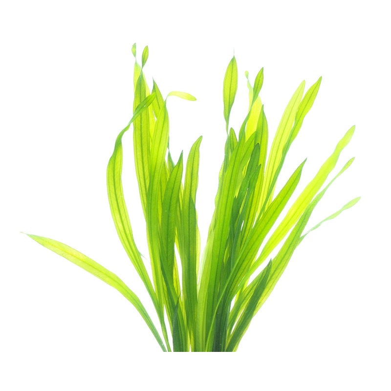 Echinodorus Uruguayensis - Cây Lưỡi Mèo Mini (Lá Nước) - Cây Thuỷ Sinh
