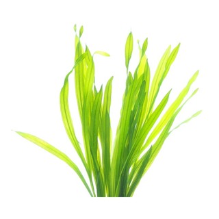 Echinodorus Uruguayensis - Cây Lưỡi Mèo Mini - Cây Thuỷ Sinh