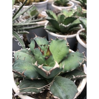 Agave titanota