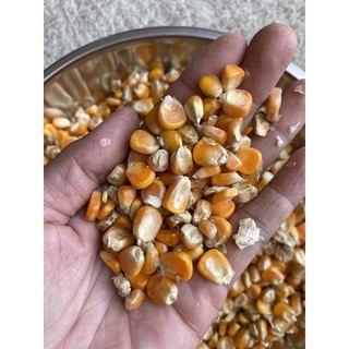 500g Bắp nguyên hạt