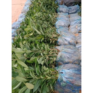 COM BO 10 CÂY QUẾ GIỐNG  ,(bầu nhiều rễ sống 100%)