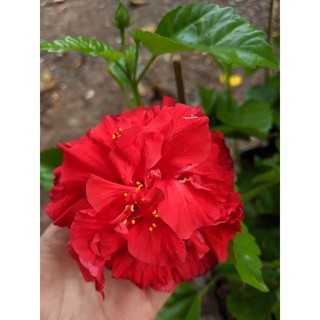 Cây dâm bụt cánh kép-Mua 5 tặng 1