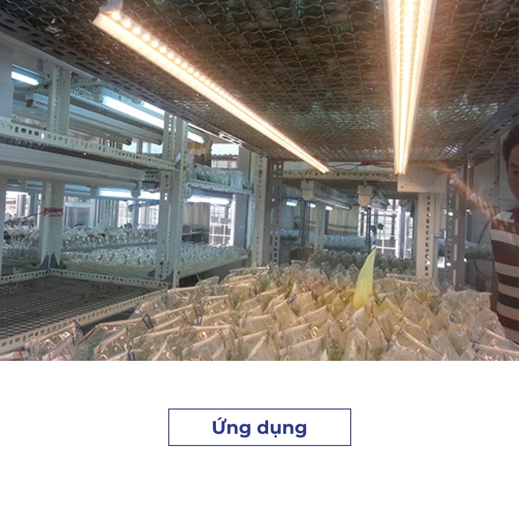 Đèn LED Trồng Rau Rạng Đông