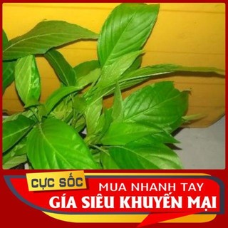 Lá Cẩm Thái tươi 1kg [Thảo Dược Ngọc Ánh]