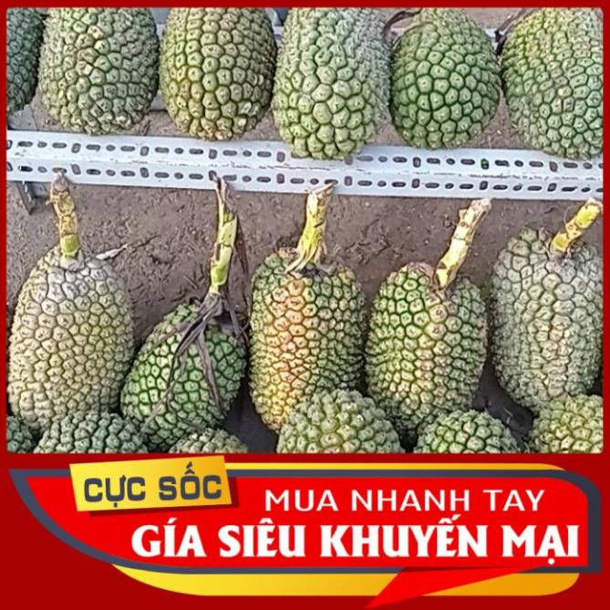 1kg dứa dại tươi  Oganic 1kg