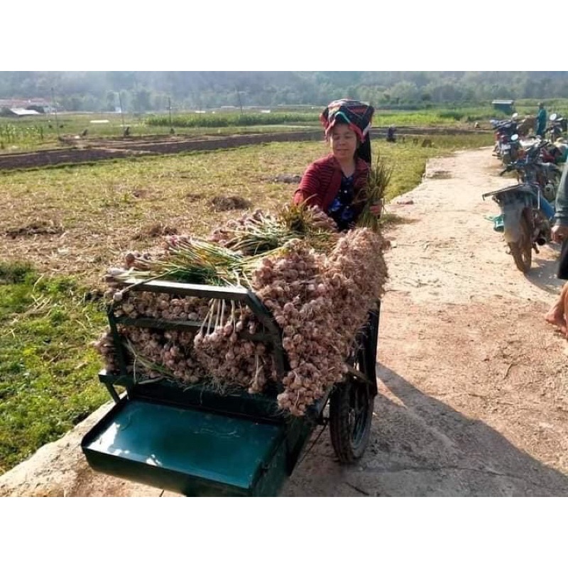 Tỏi tía sơn la 1kg