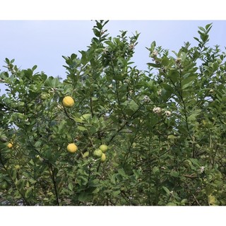 Cây chanh vàng Mỹ giống cao từ 25-35cm