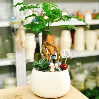 Cây hạnh phúc BONSAI dáng quái để bàn