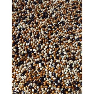 Cỏ thái cu gáy túi 1kg