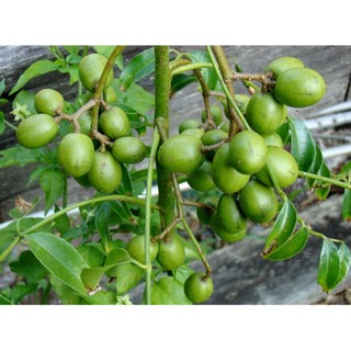 Cây giống cóc Thái