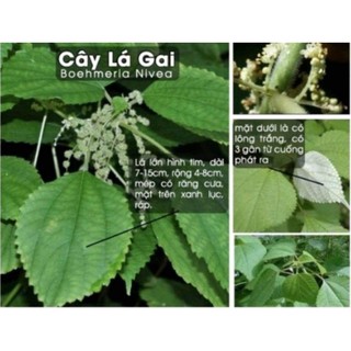 1 Ký Bột Lá Gai Nguyên Chất 100%