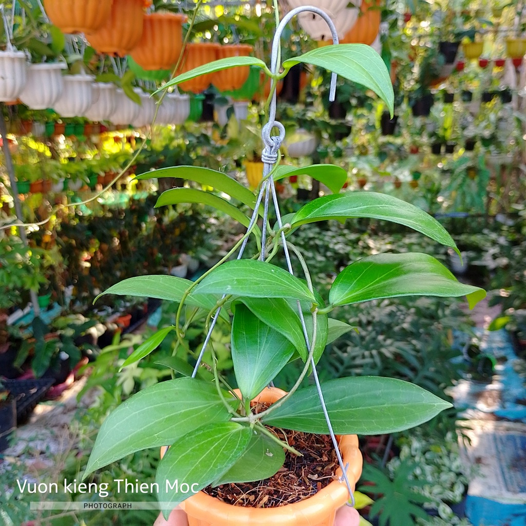 Chậu cây cẩm cù Hoya UT218