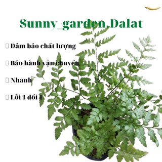Chậu mềm dương xỉ Pháp lá cứng, trang trí cực xinh