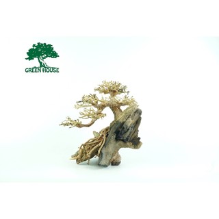 Bonsai bám lũa, trang trí hồ cá, hồ thủy sinh