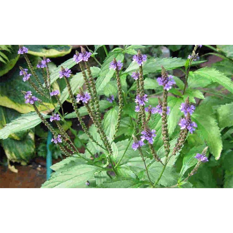 Cỏ Roi Ngựa khô loại 1