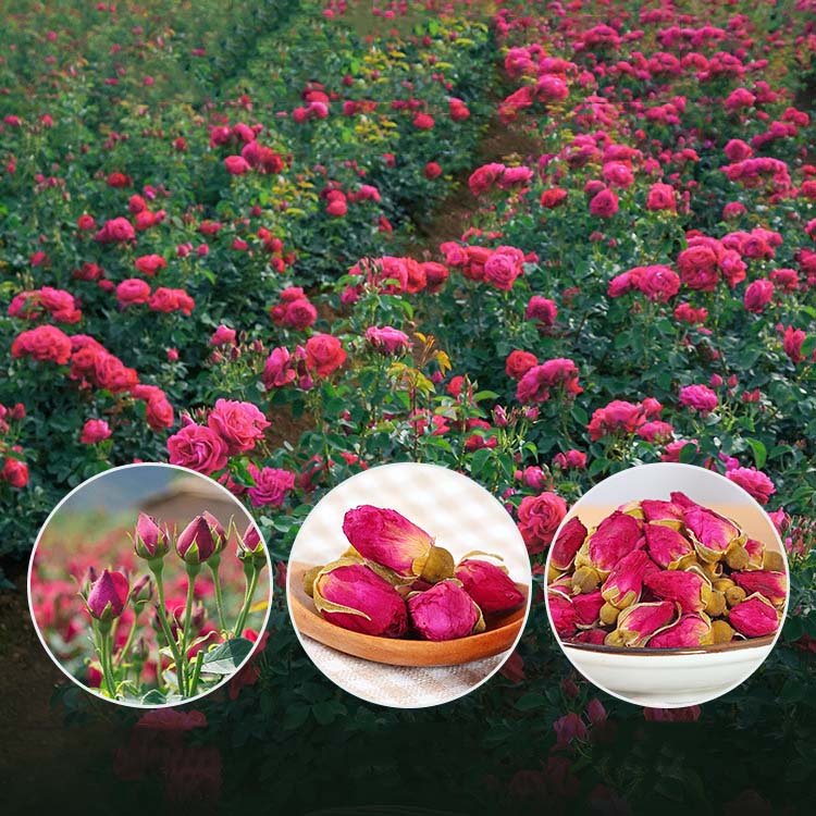 Trà hoa hồng sấy khô giúp ngủ sâu, hỗ trợ làm đẹp da thương hiệu SATOSO trọng lượng 50gr, 100gr