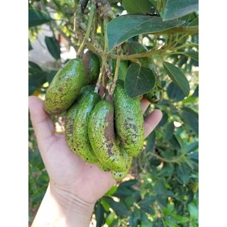 Cây bơ Loka giống (cây khỏe đẹp, được kiểm tra cây)