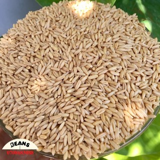 500g Hạt yến mạch nguyên hạt tách vỏ hữu cơ dùng cho người hoặc thú cưng
