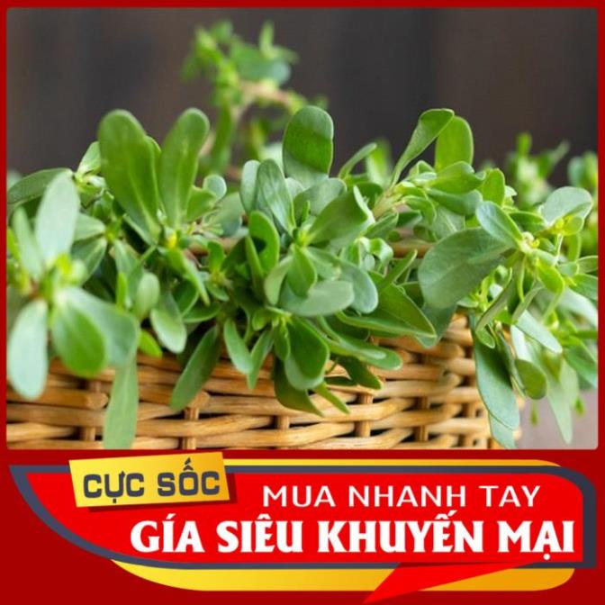 Rau Sam tươi 1kg  - Thảo Dược Ngọc Ánh