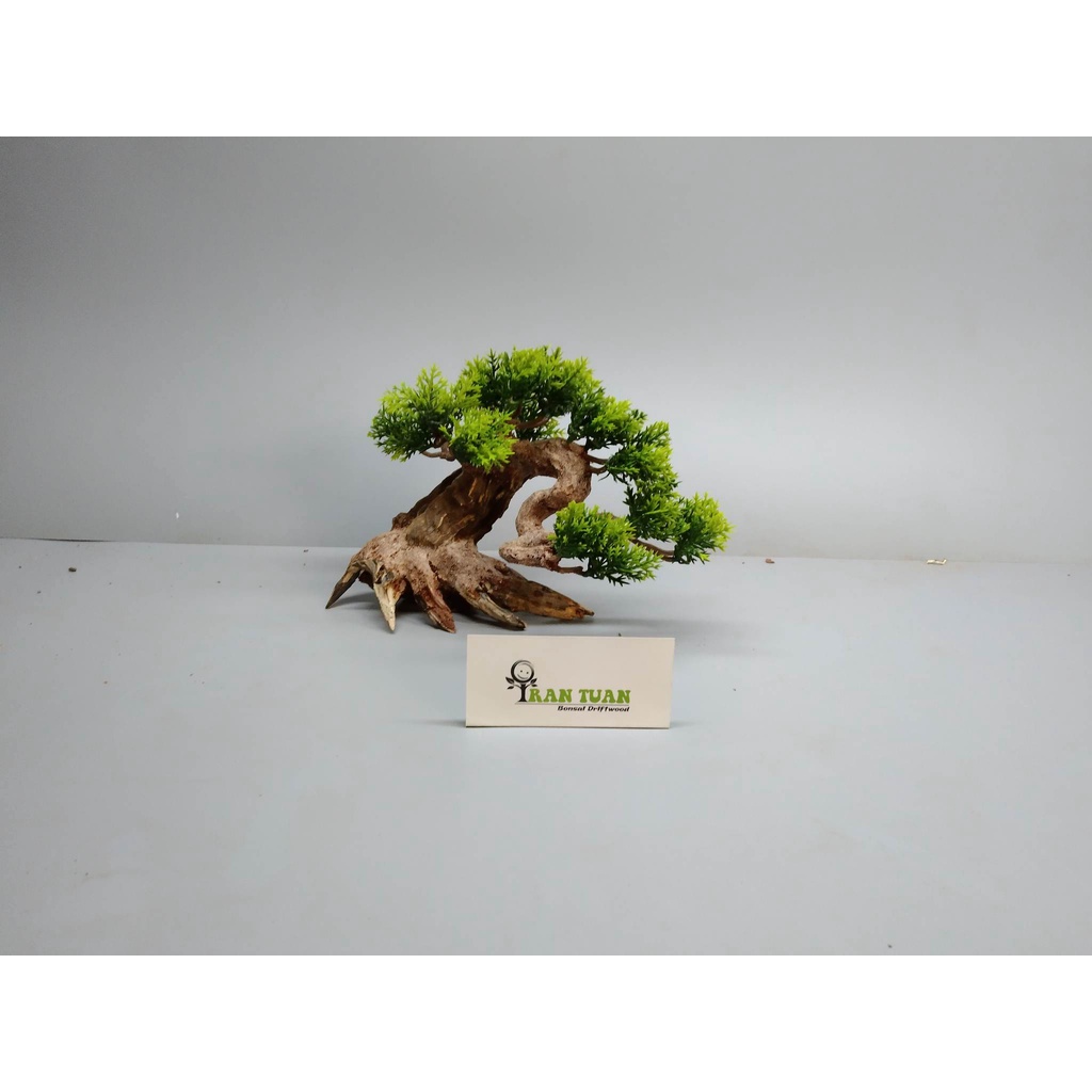 Cây gỗ lũa Bonsai tán Tùng cho hồ nhỏ ]