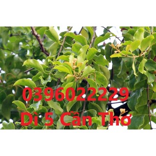 Cây chùm gửi - tầm gửi phơi khô 1 ký
