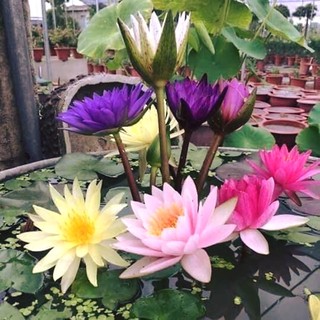 Cây hoa súng giống - 1 cây