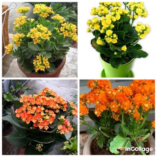 Cây hoa sống đời cánh kép đủ màu