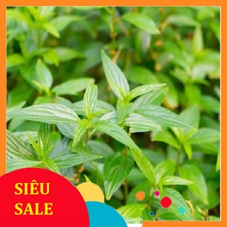 Cây Thuốc Dòi Xanh tươi 1kg
