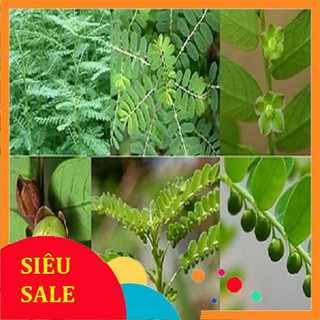 Cây Chó Đẻ tươi (Cây Diệp Hạ Châu) 1kg
