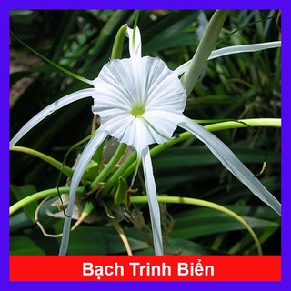 Cây Bạch Trinh Biển - cây thuỷ tiên