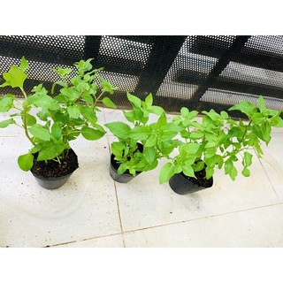 Chậu mềm giống bạc hà Basil mint - Bạc hà Basil - đuổi chuột hiệu quả