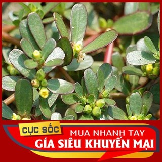 Rau Sam tươi 1kg  -chua san cho