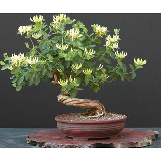hoa kim ngân (quả có hạt giống) tặng hom giống