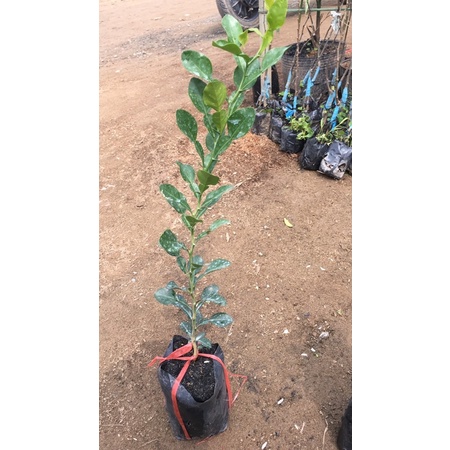 Chanh Chúc- chanh số 8