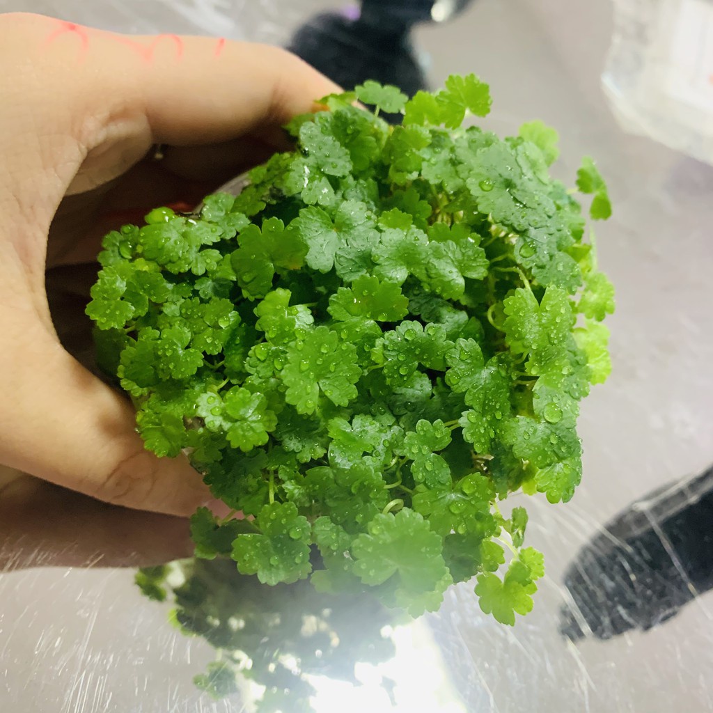 CÂY RAU MÁ HƯƠNG THỦY SINH
