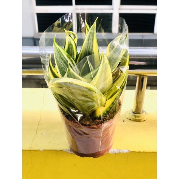 Chậu lưỡi hổ thái vàng (chậu nhựa)