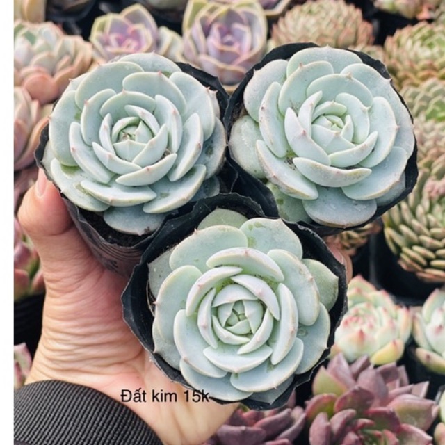 sen đá đất kim size bầu 6-7cm