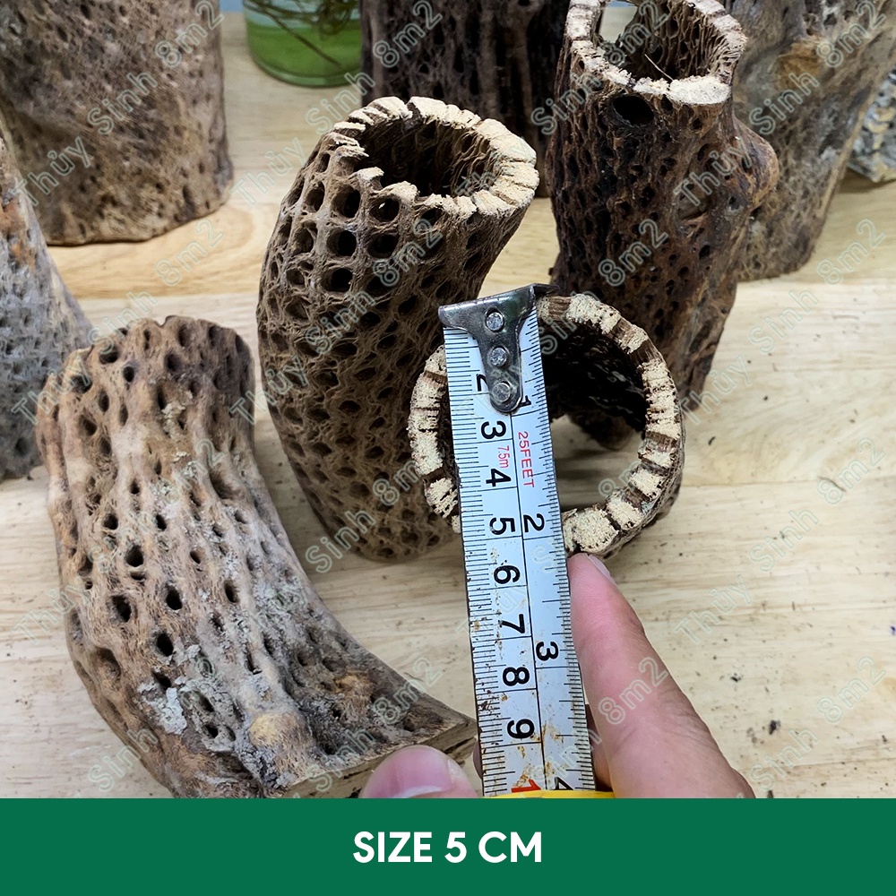 Lũa Teddy Bear Cholla | Đồ Chơi, Trang Trí Hồ Cá Tép Cảnh | 8m2