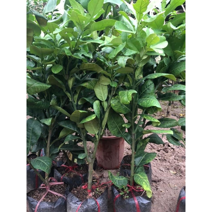 Cây bưởi da xanh giống ghép