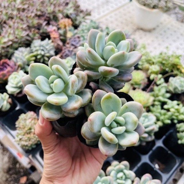 Sen đá sỏi alan size bầu 5-6cm