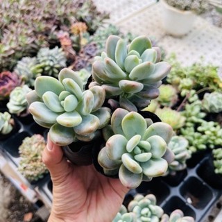 Sen đá sỏi alan size bầu 5-6cm