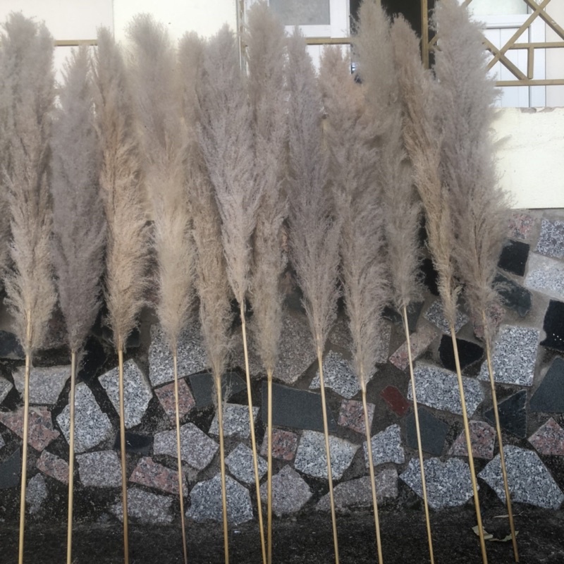 Bông lau ,cỏ lau khô, hoa khô trang trí decor nhà, trang trí shop,spa,trang trí tiệc cưới sự kiện | BigBuy360 - bigbuy360.vn