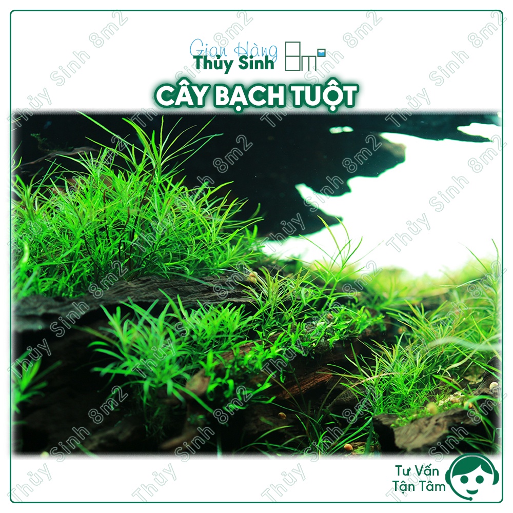 (Lá Cạn) Cây Bạch Tuột Thủy Sinh Hậu Cảnh, Không CO2, Cắt Cắm | 8m2