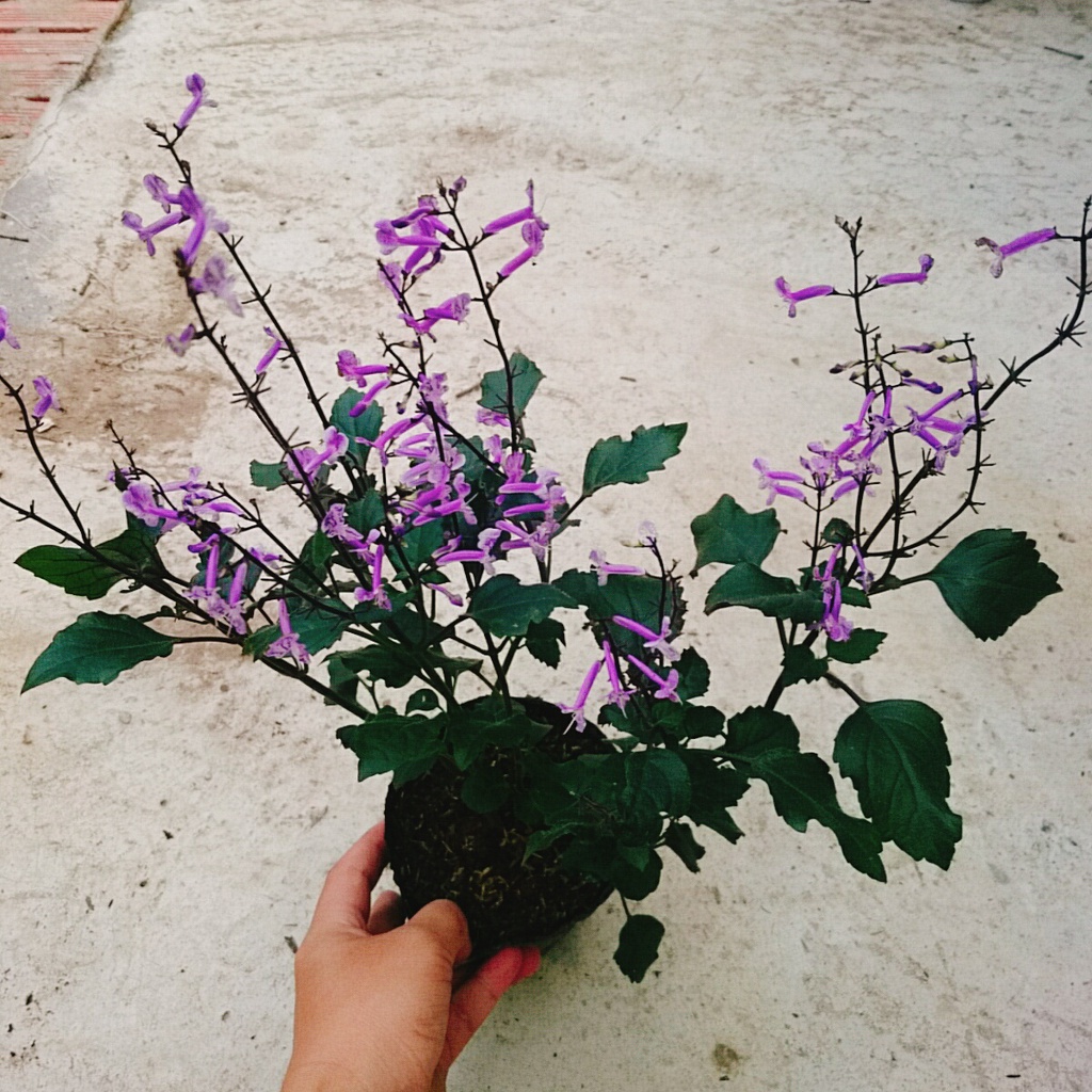 Hoa Lavender - Hoa Oải Hương - cây cảnh để bàn