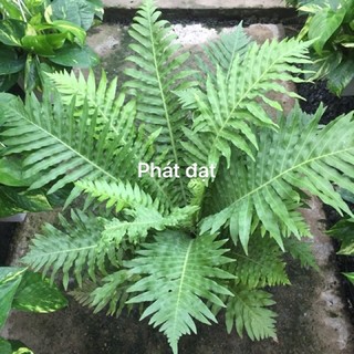 Dương sỉ khổng tước