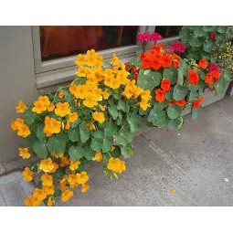 Gói 20 hạt giống sen cạn - Hoa đẹp, chịu nhiệt tốt