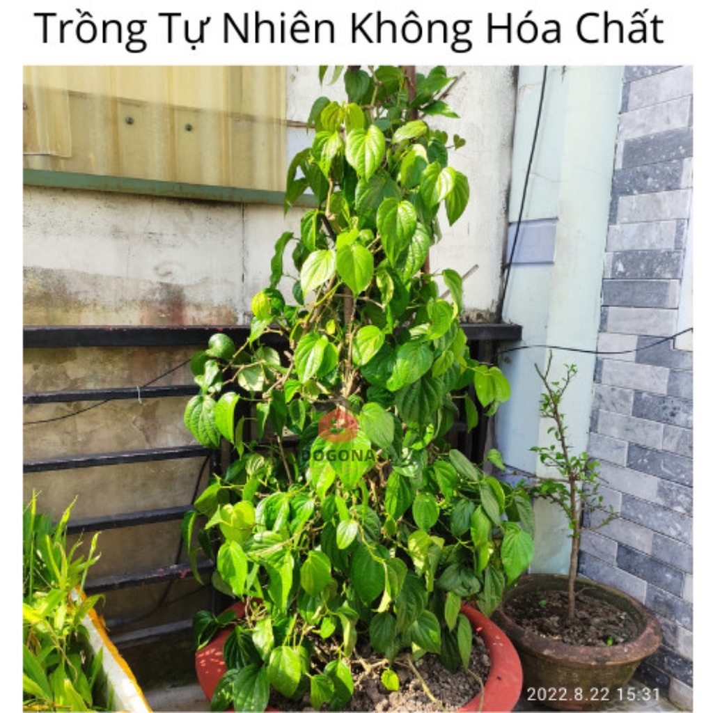 Lá trầu không khô, xông vùng kín, se khít cô bé sau sinh, phơi khô tự nhiên. 4kg lá trầu không tươi = 1kg lá trầu khô.